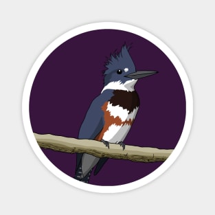 Belted Kingfisher Magnet